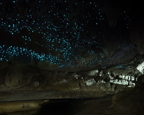 15. Illuminated Glow Worm Sky in Dark Cave, Waipu Caves, North Island, New Zealand